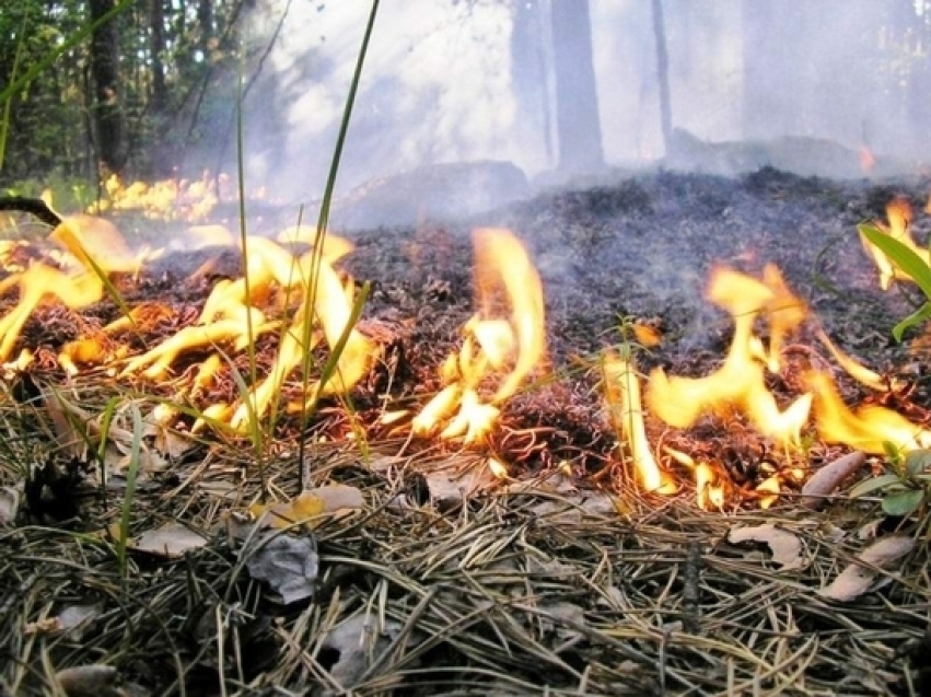 Минприроды Забайкальского края напоминает, что сжигать сухую траву и разводить костры при посещении лесов запрещено